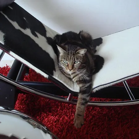 Hotel Baia Dei Pini Torri Del Benaco